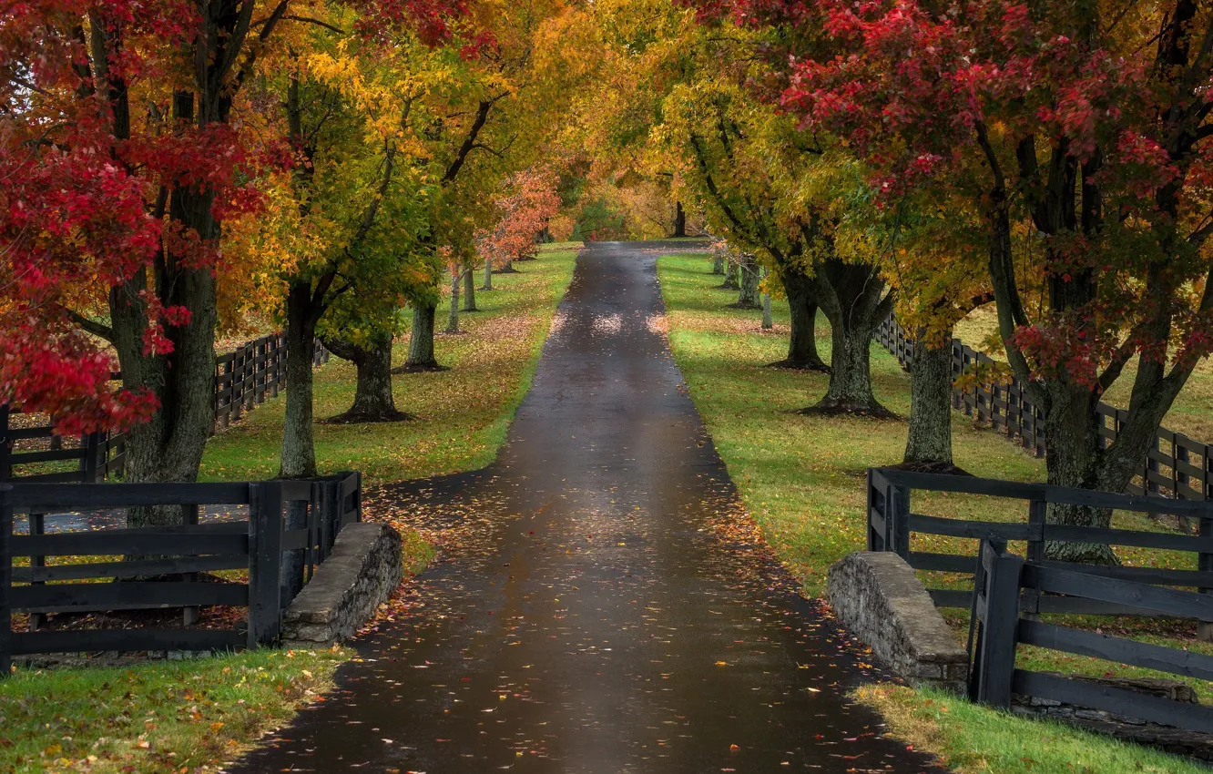 Photo wallpaper road, autumn, trees, the fence, alley, Kentucky