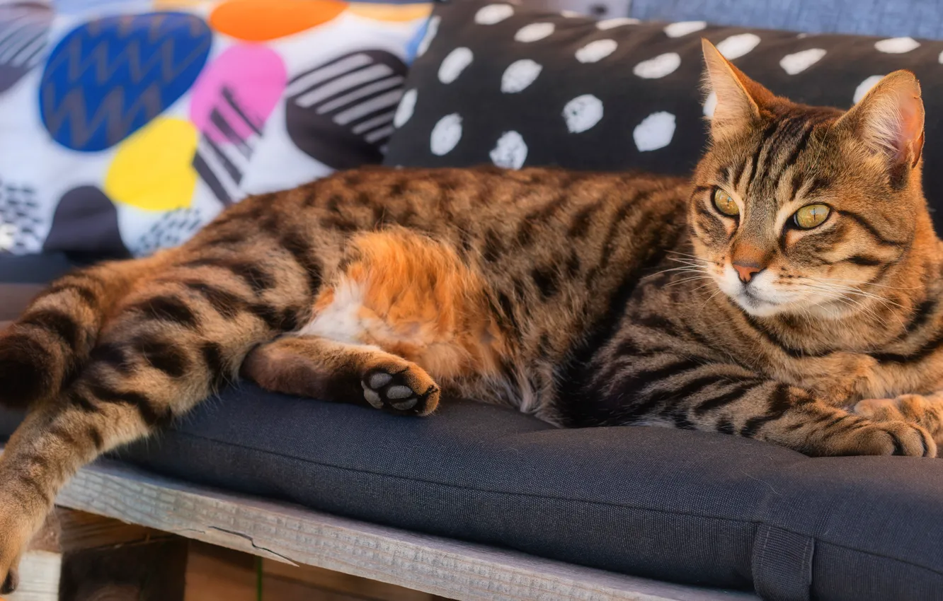 Photo wallpaper cat, cat, look, face, bench, comfort, background, pillow