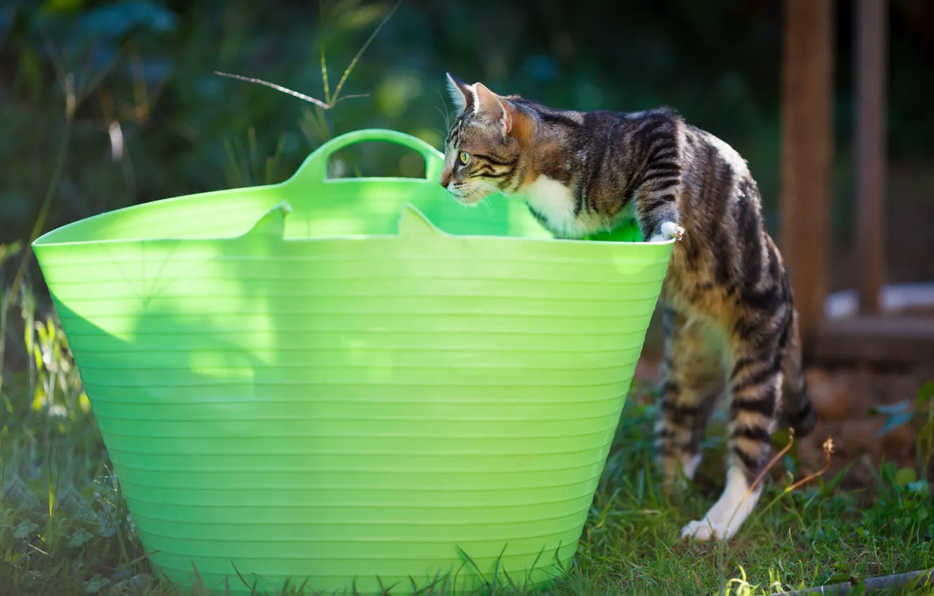 Photo wallpaper cat, pose, basket, the game, garden, kitty, Taz