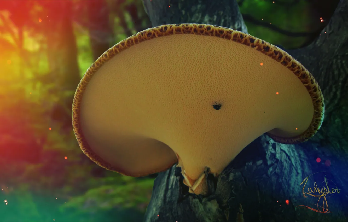 Photo wallpaper forest, trees, nature, mushrooms, color