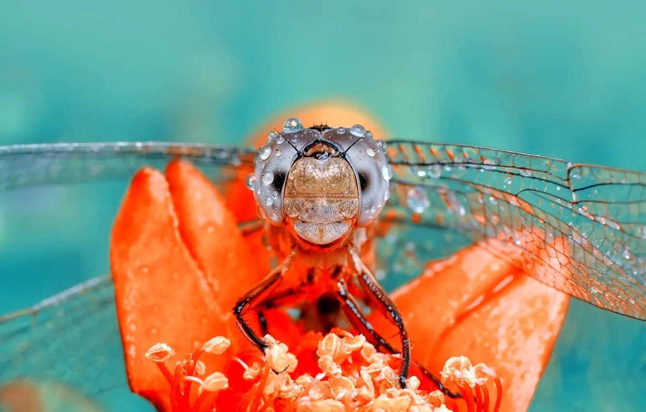 Photo wallpaper macro, dragonfly, insect
