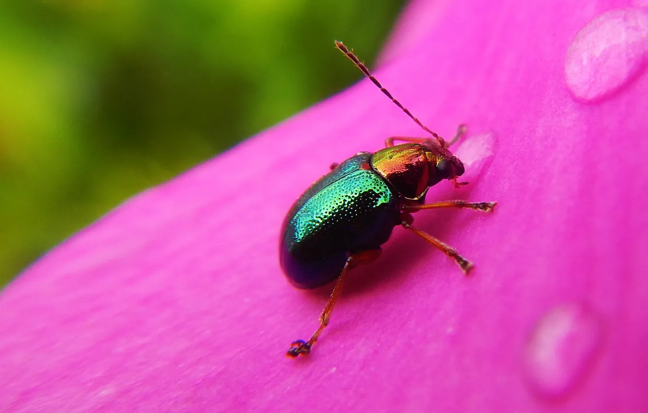 Photo wallpaper macro, beetle, insect