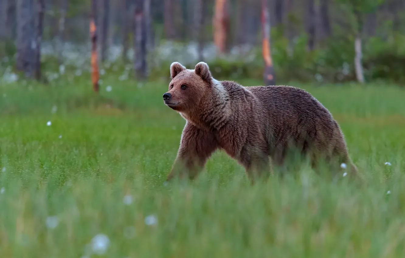 Photo wallpaper greens, forest, grass, glade, bear, bear, cotton, walk