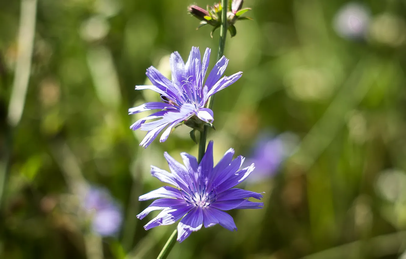 Photo wallpaper flower, macro, bokeh, flora, mmd, Boke, Helios