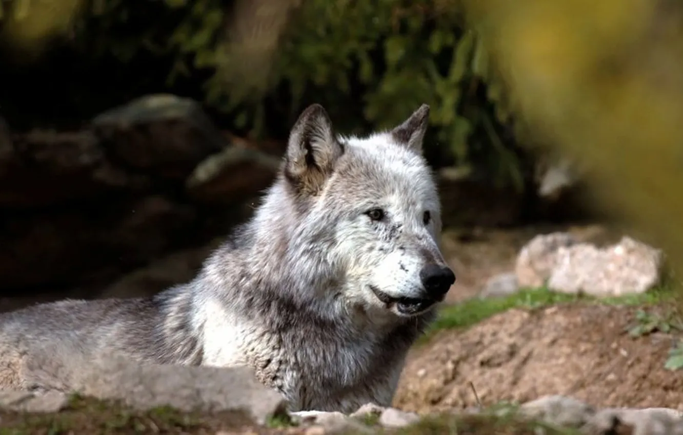 Photo wallpaper nature, Gray Wolf, face, animal, wolf, canis lupus, wildlife, head