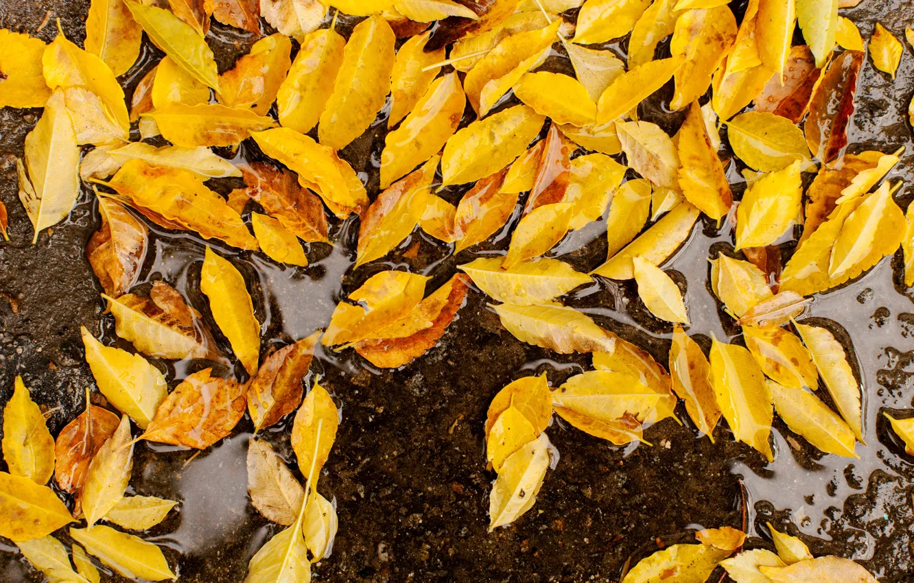 Photo wallpaper autumn, leaves, yellow, colorful, yellow, autumn, leaves, autumn