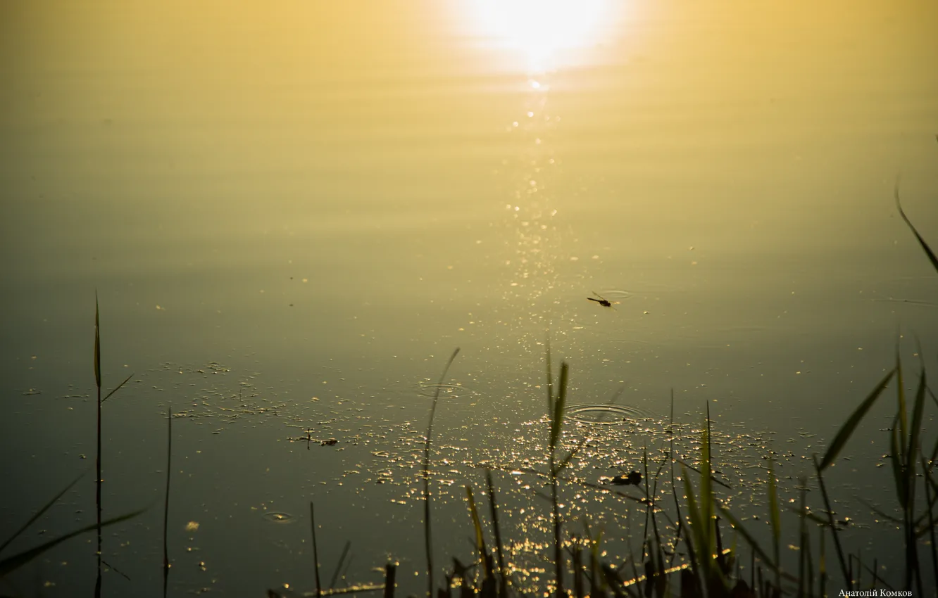 Photo wallpaper summer, lake, summer, water, Strekoza