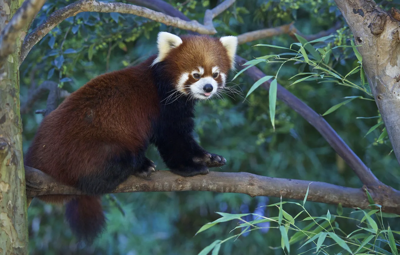 Photo wallpaper trees, nature, Panda, red