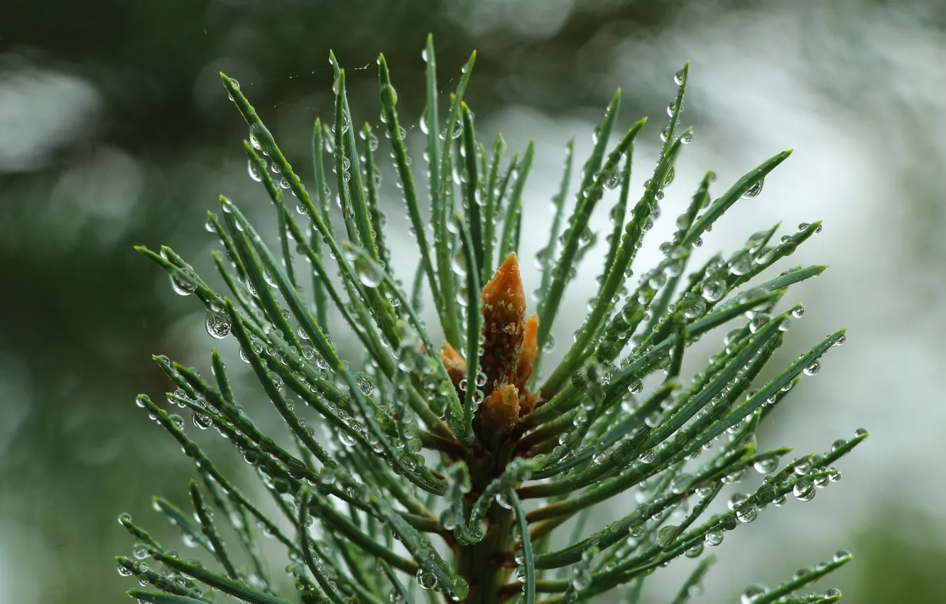 Photo wallpaper pine, spruce, twig