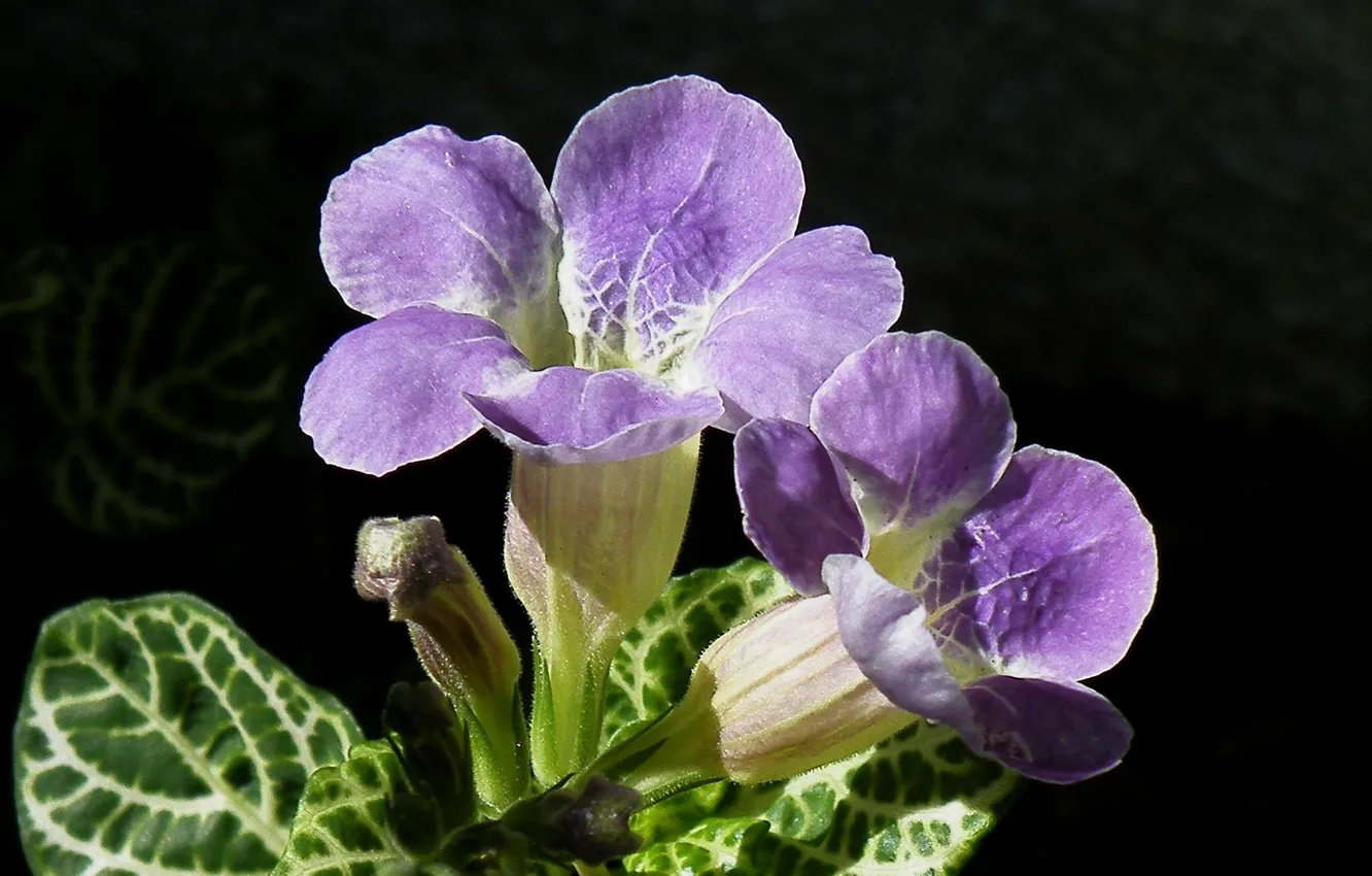 Photo wallpaper leaves, macro, nature, background, petals