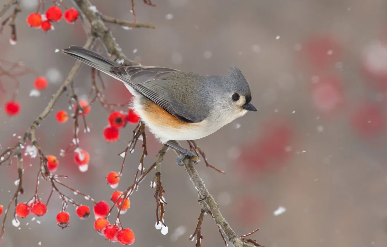 Photo wallpaper winter, snow, nature, berries, bird, branch, bokeh, crested tit