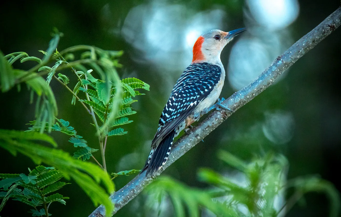 Photo wallpaper bird, branch, woodpecker