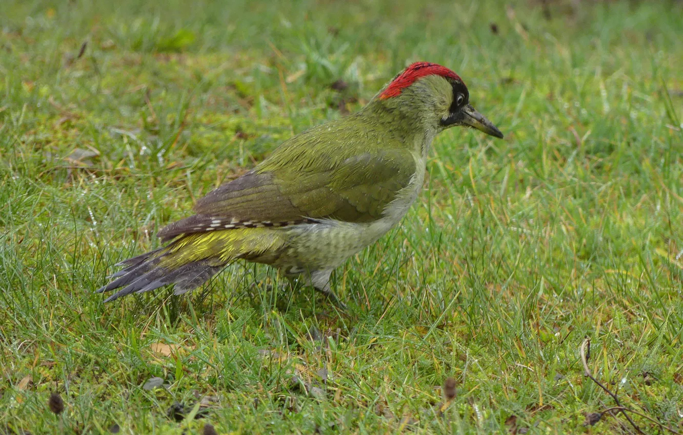 Photo wallpaper grass, nature, bird, woodpecker