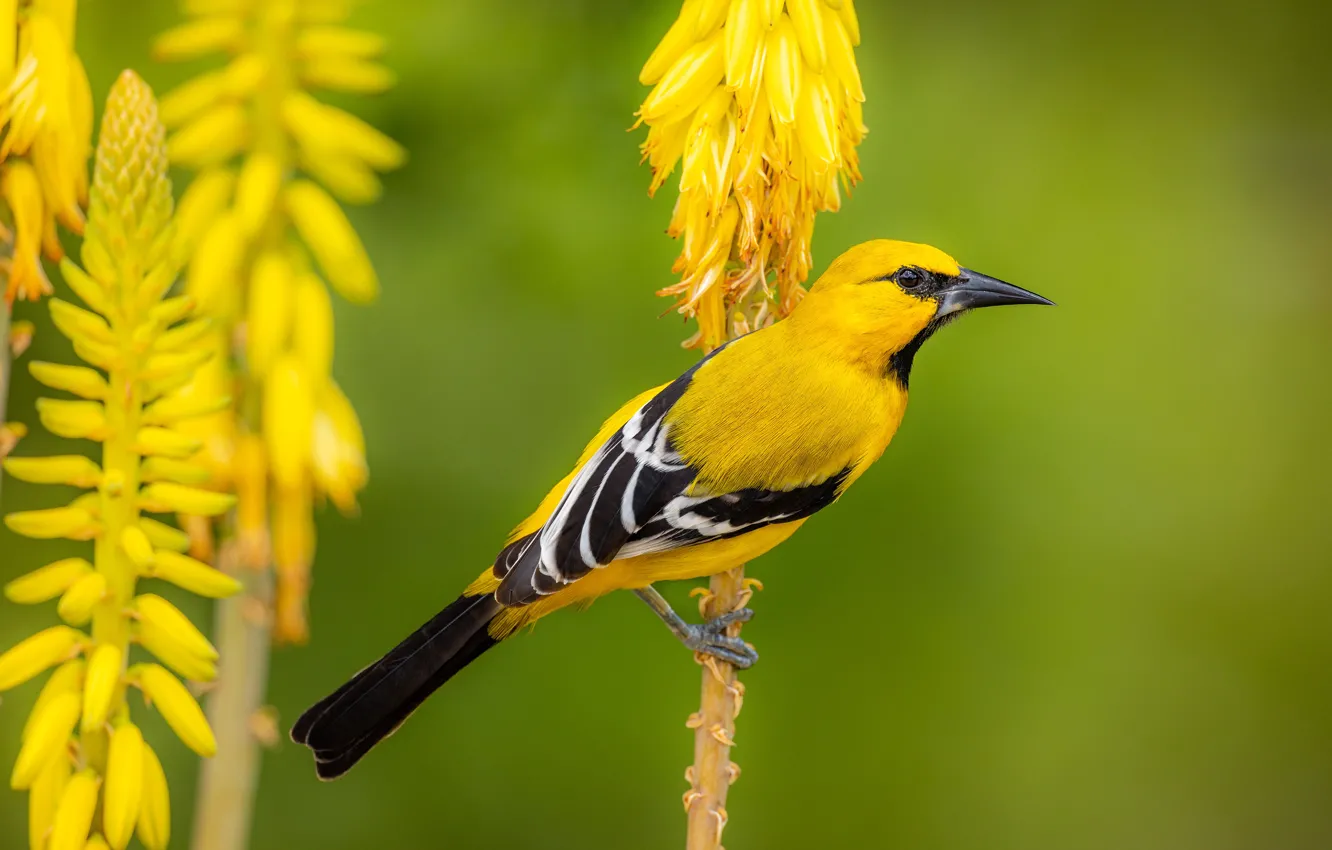 Photo wallpaper yellow, bird, plant, stem, green background, Oriole