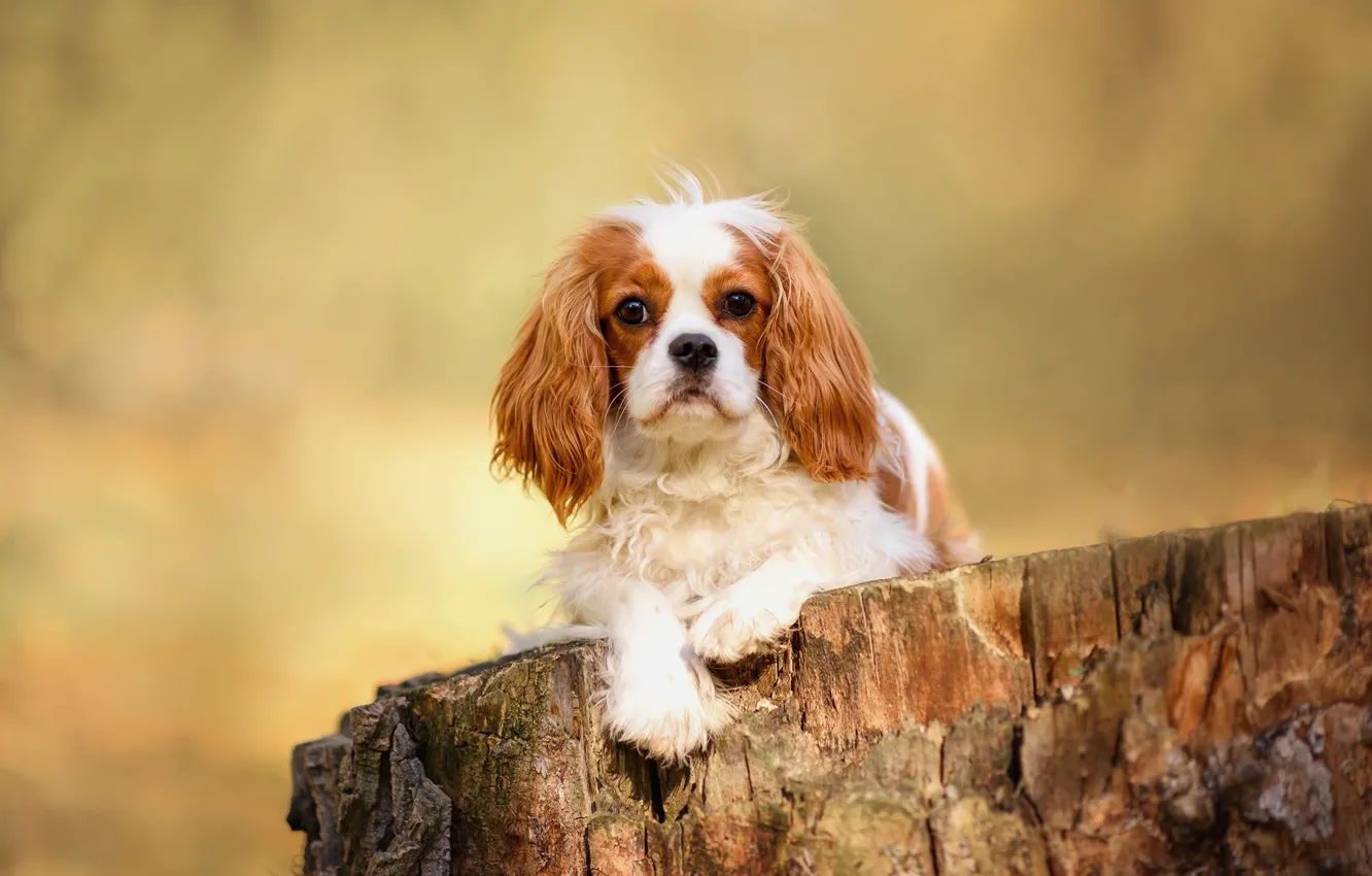 Photo wallpaper stump, portrait, dog, puppy, face, Cavalier-king-Charles-Spaniel