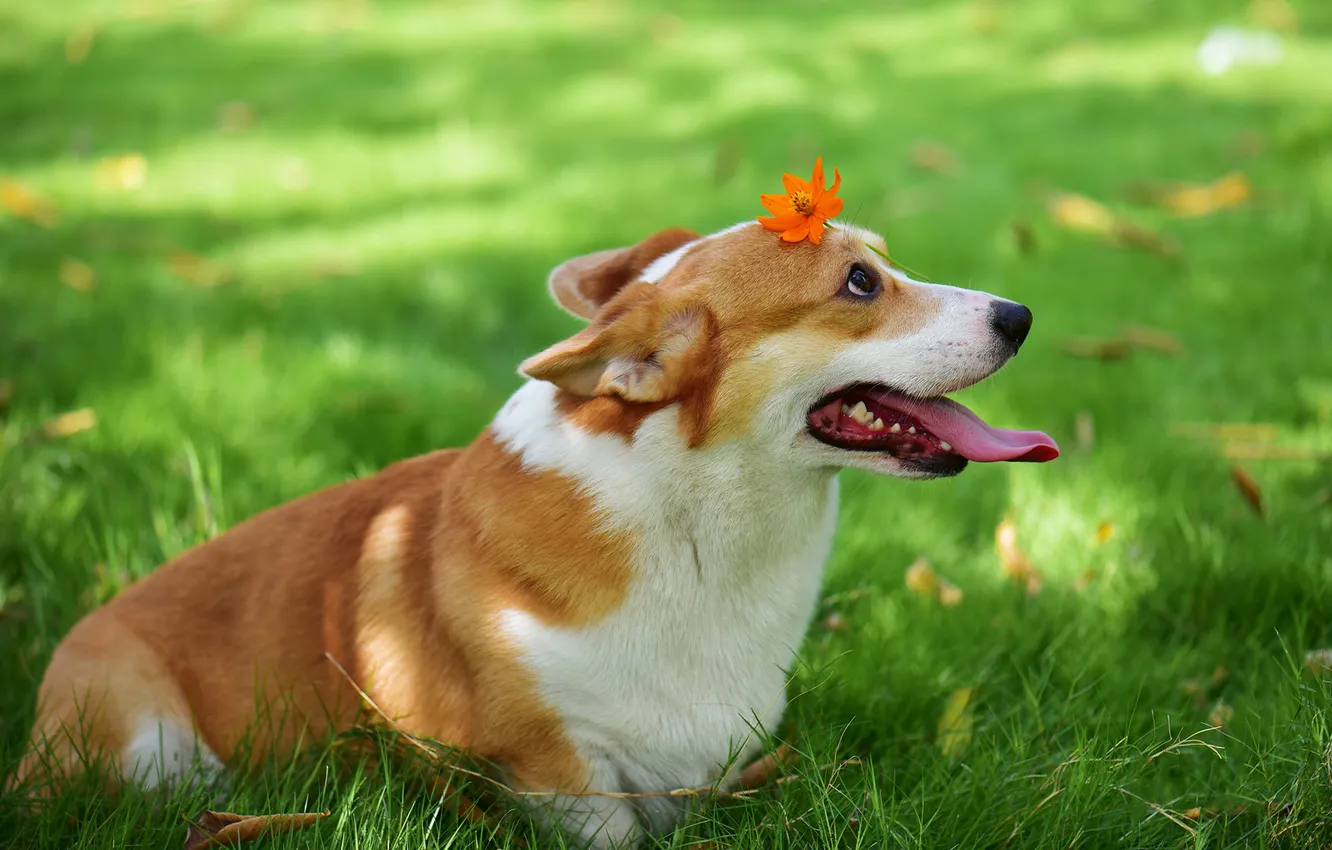 Photo wallpaper look, nature, pose, dog, face