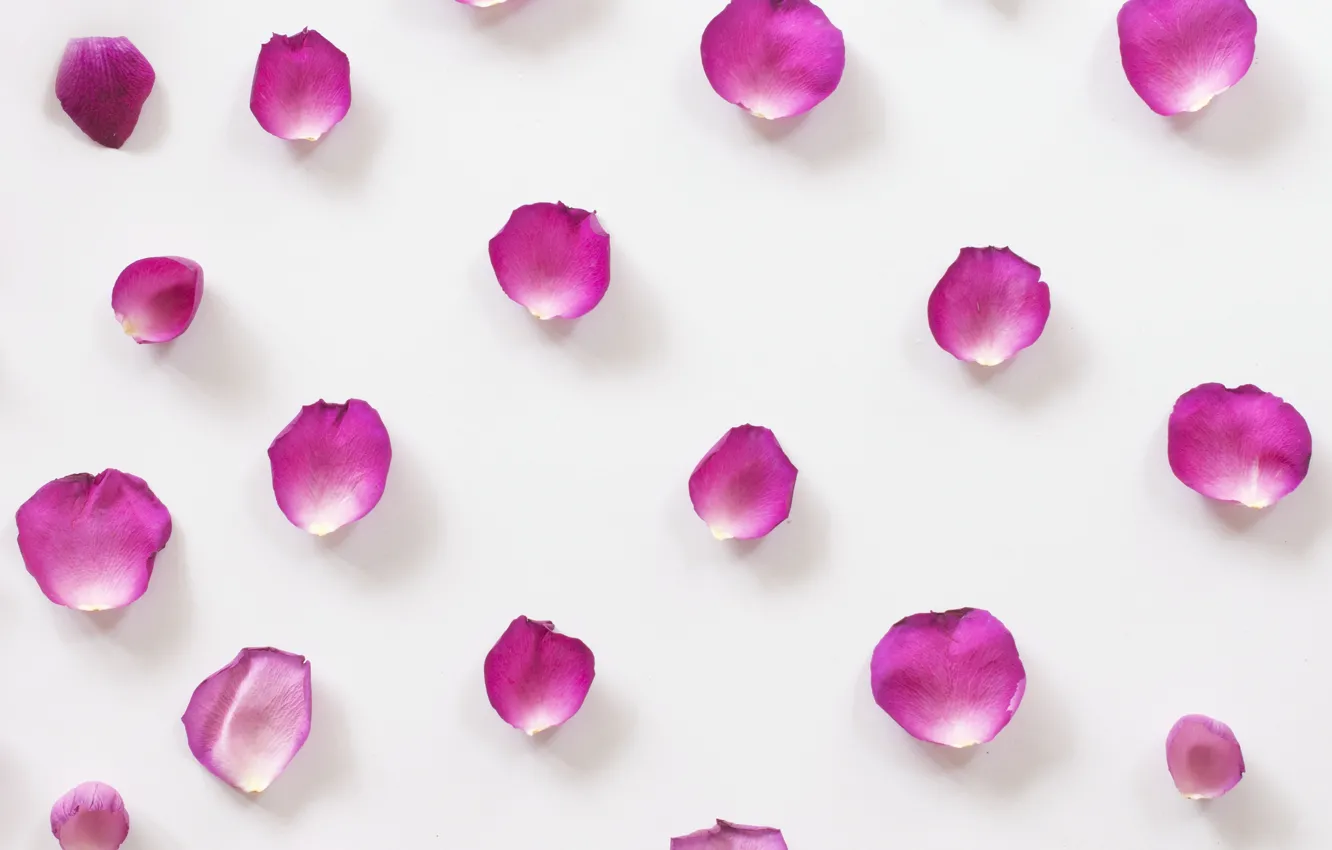 Photo wallpaper background, roses, petals, Texture