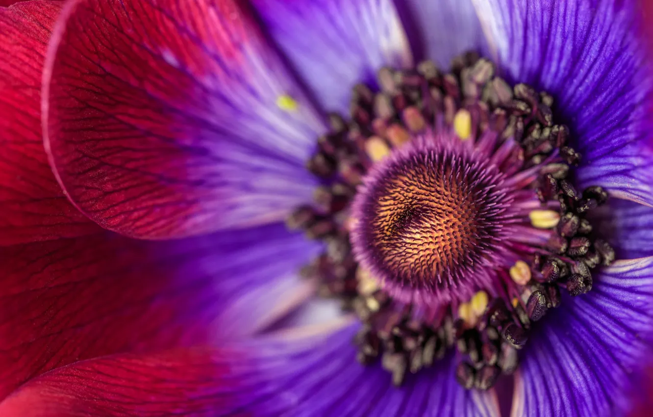 Photo wallpaper flower, macro, flowers, petals, stamens, anemone, composition, anemones