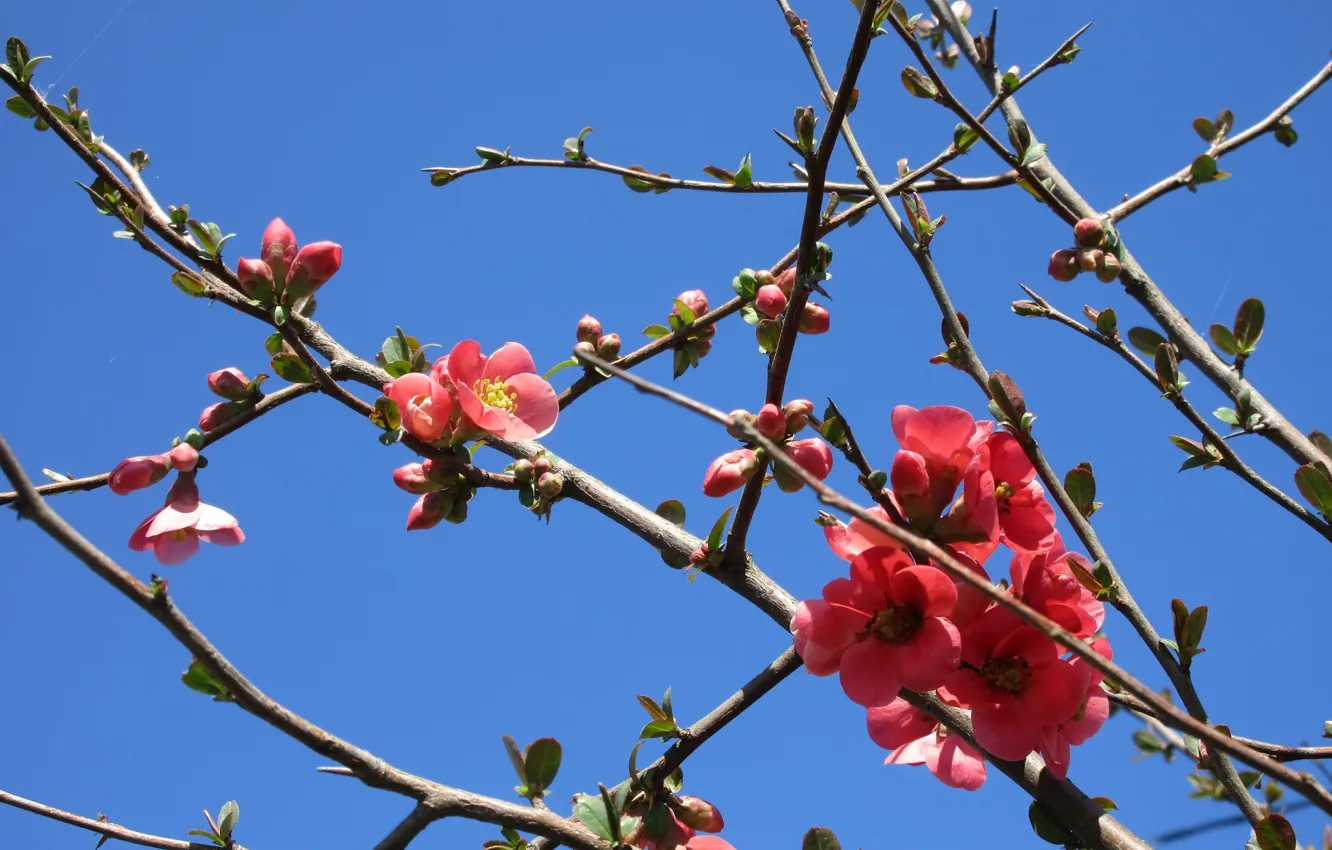 Photo wallpaper branches, April, quince, spring 2018, Mamala ©