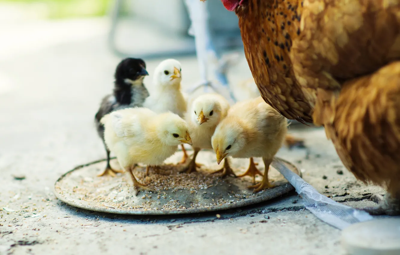 Photo wallpaper Cock, chicks, Plumiferos