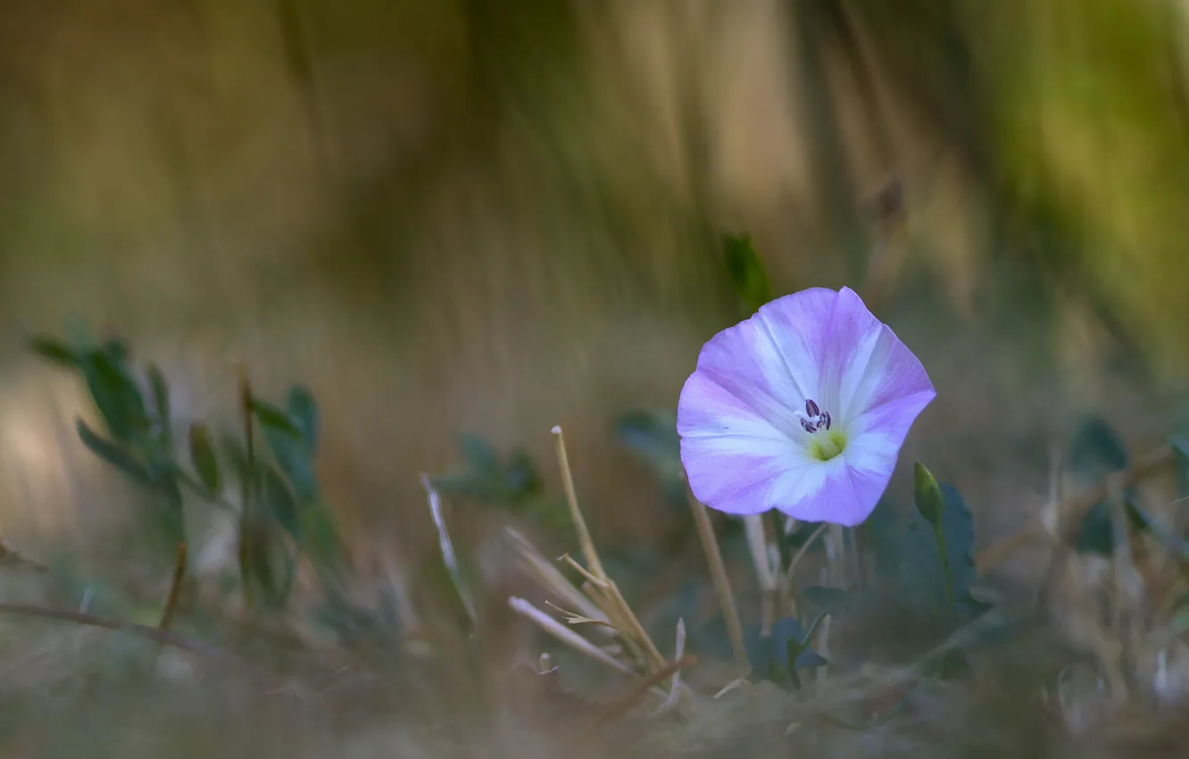 Photo wallpaper leaves, flowers, background, blur, bindweed
