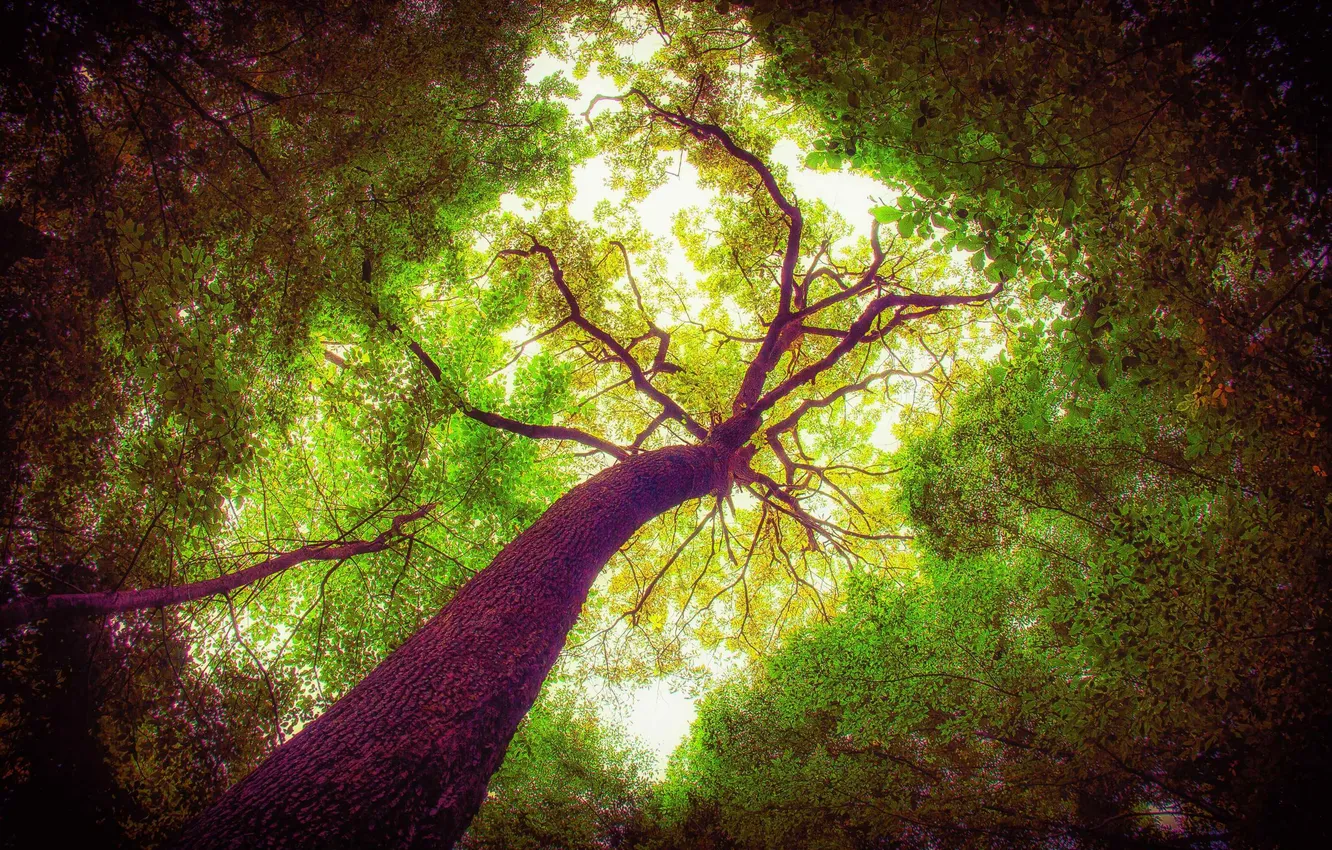 Photo wallpaper forest, nature, tree