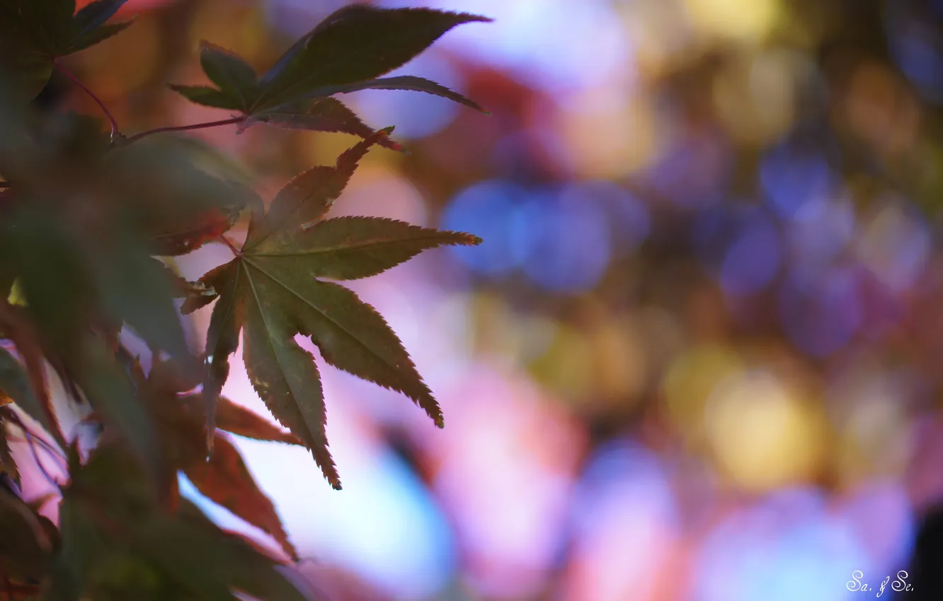 Photo wallpaper leaves, glare, maple