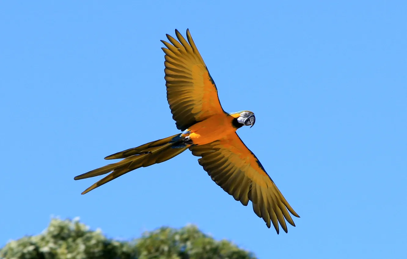 Photo wallpaper the sky, flight, bird, wings, parrot, tail