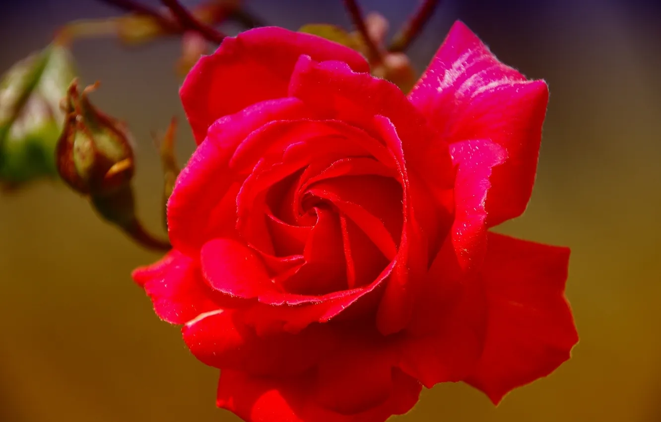 Photo wallpaper macro, roses, buds