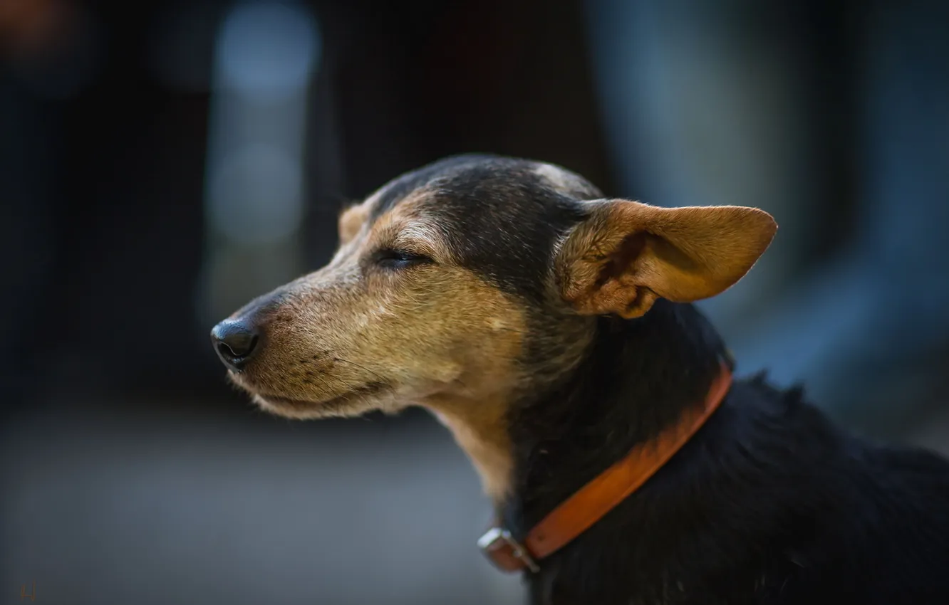 Photo wallpaper background, each, dog