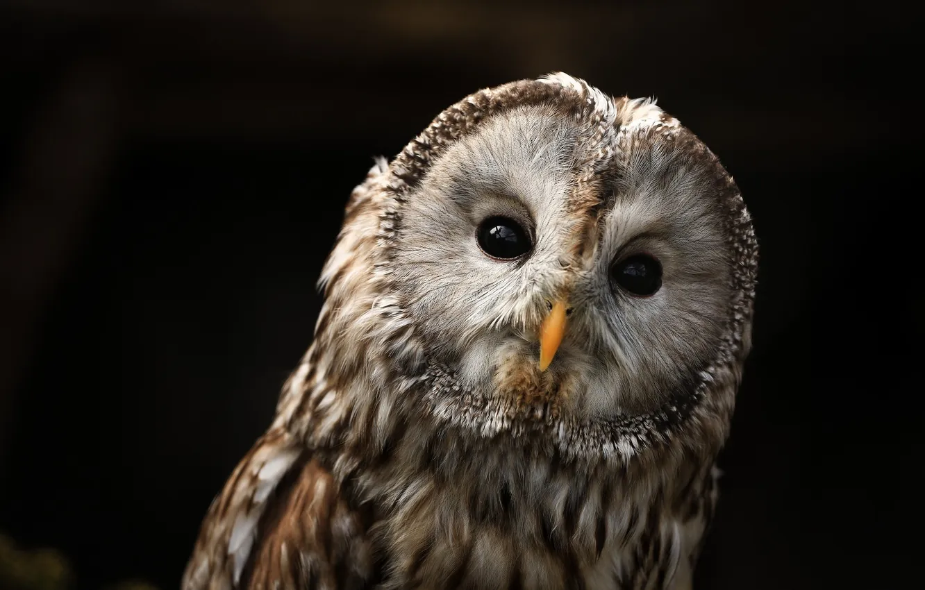 Photo wallpaper owl, portrait, predator, beak