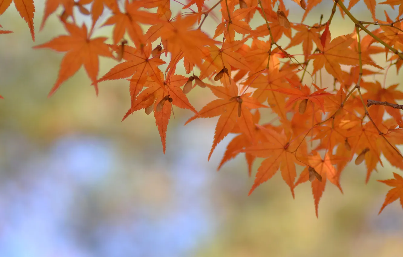 Photo wallpaper autumn, leaves, macro, branches, maple