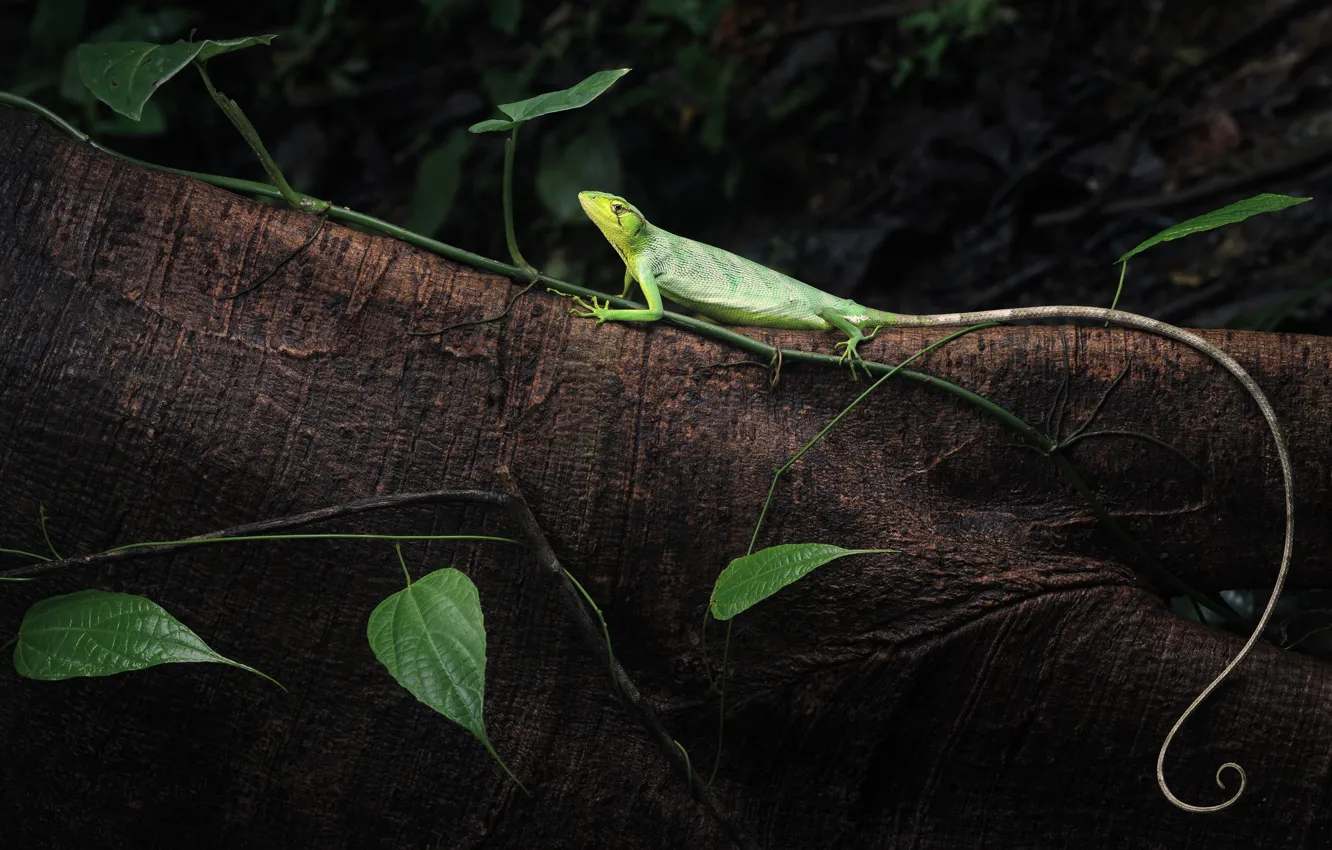 Photo wallpaper leaves, trees, green, lizard, tail, log