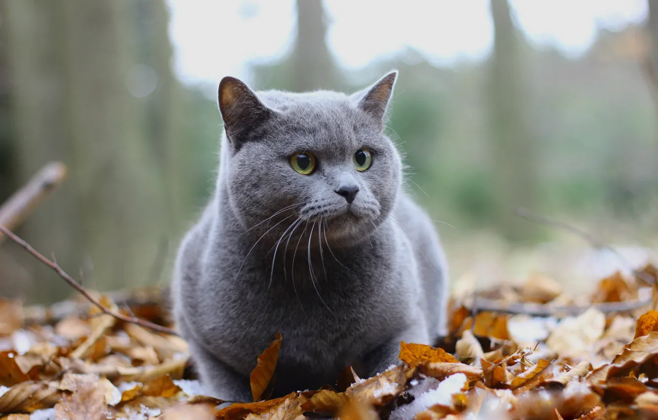 Photo wallpaper autumn, cat, cat, look, leaves, nature, grey, British