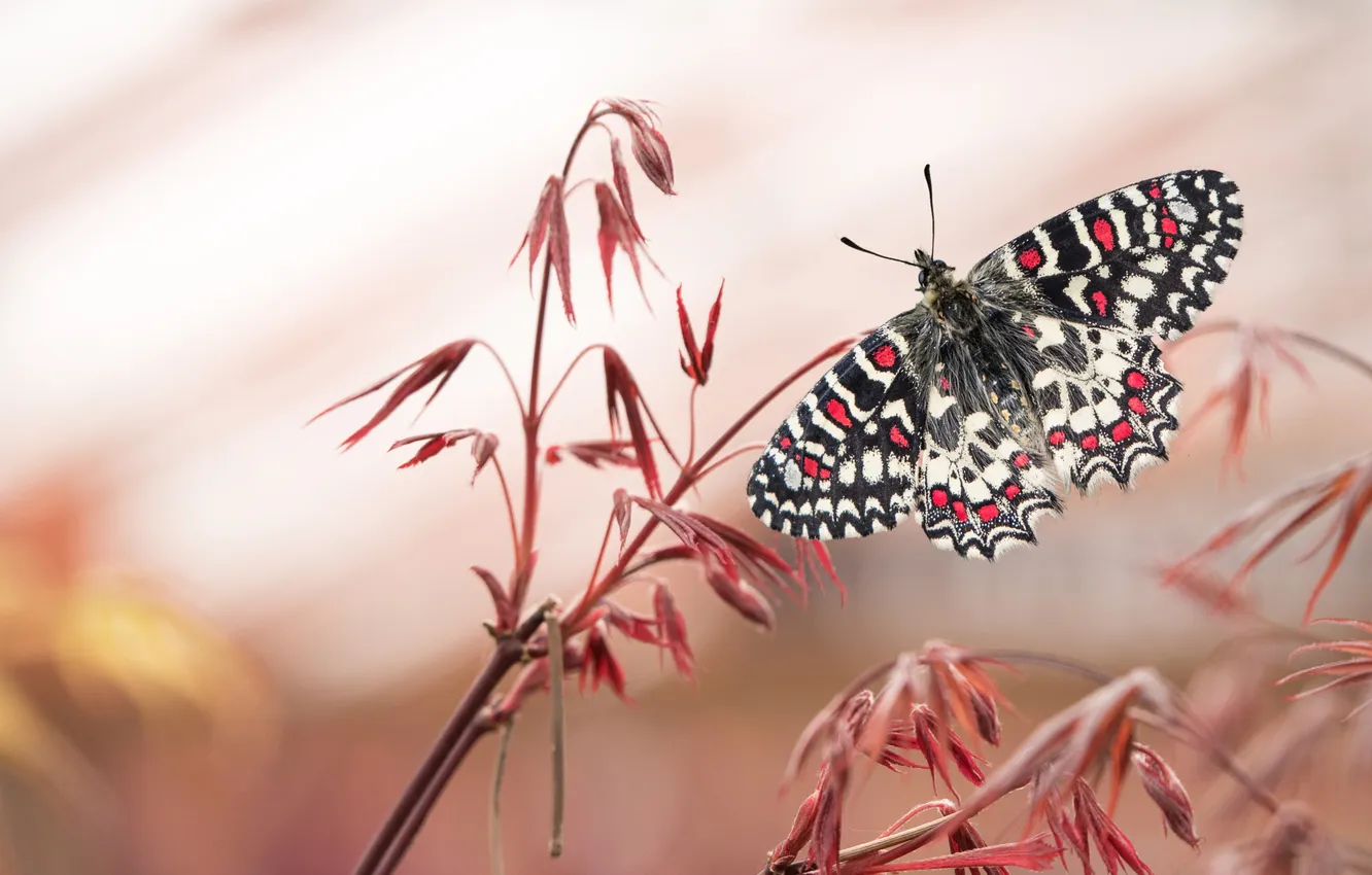Photo wallpaper macro, butterfly, plant, wings