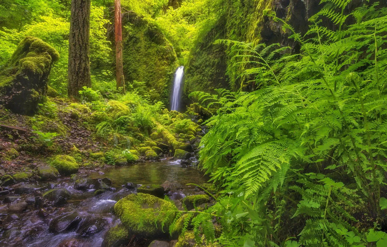 Photo wallpaper forest, waterfall, Oregon, river, fern, Oregon, Columbia River Gorge, Mossy Grotto Falls