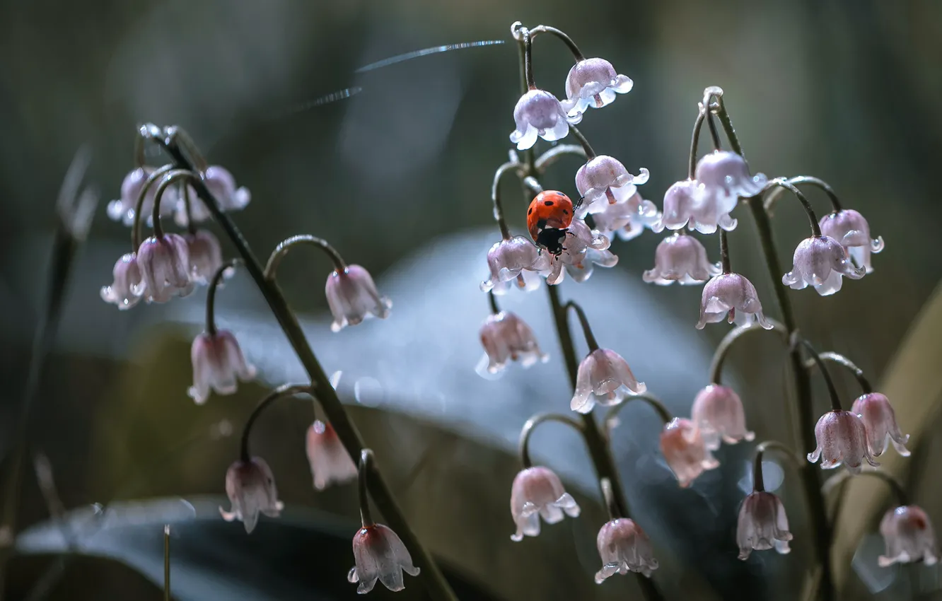 Photo wallpaper macro, flowers, nature, ladybug, beetle, insect, lilies of the valley, Nelia Rachkov