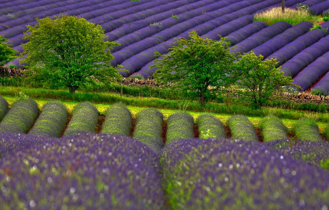Photo wallpaper trees, nature, field, lavender