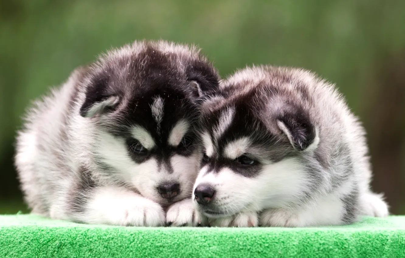 Photo wallpaper puppies, Duo, husky