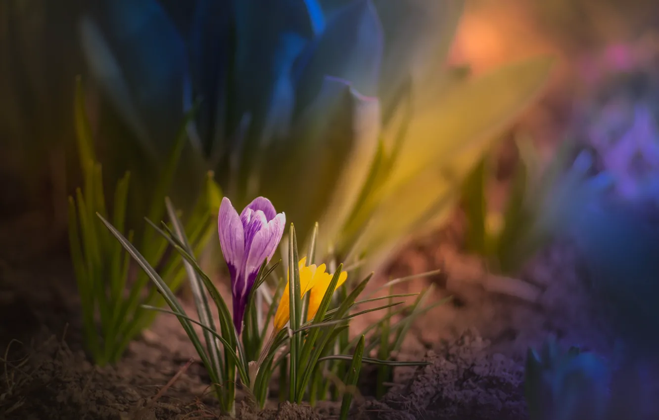 Photo wallpaper flowers, yellow, blur, spring, garden, crocuses, lilac, bokeh