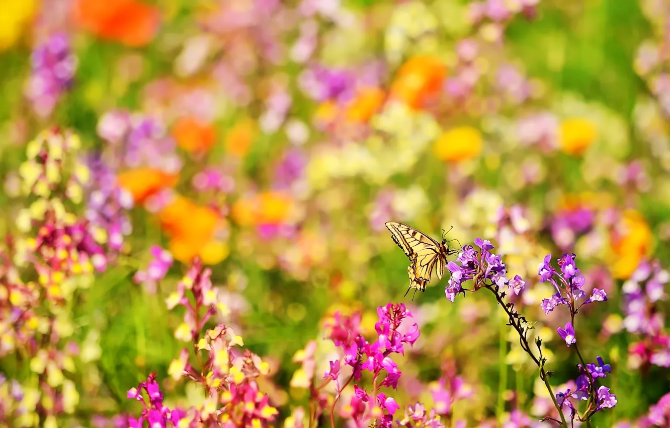 Photo wallpaper summer, flowers, nature, butterfly, blur, insect, bright, bokeh
