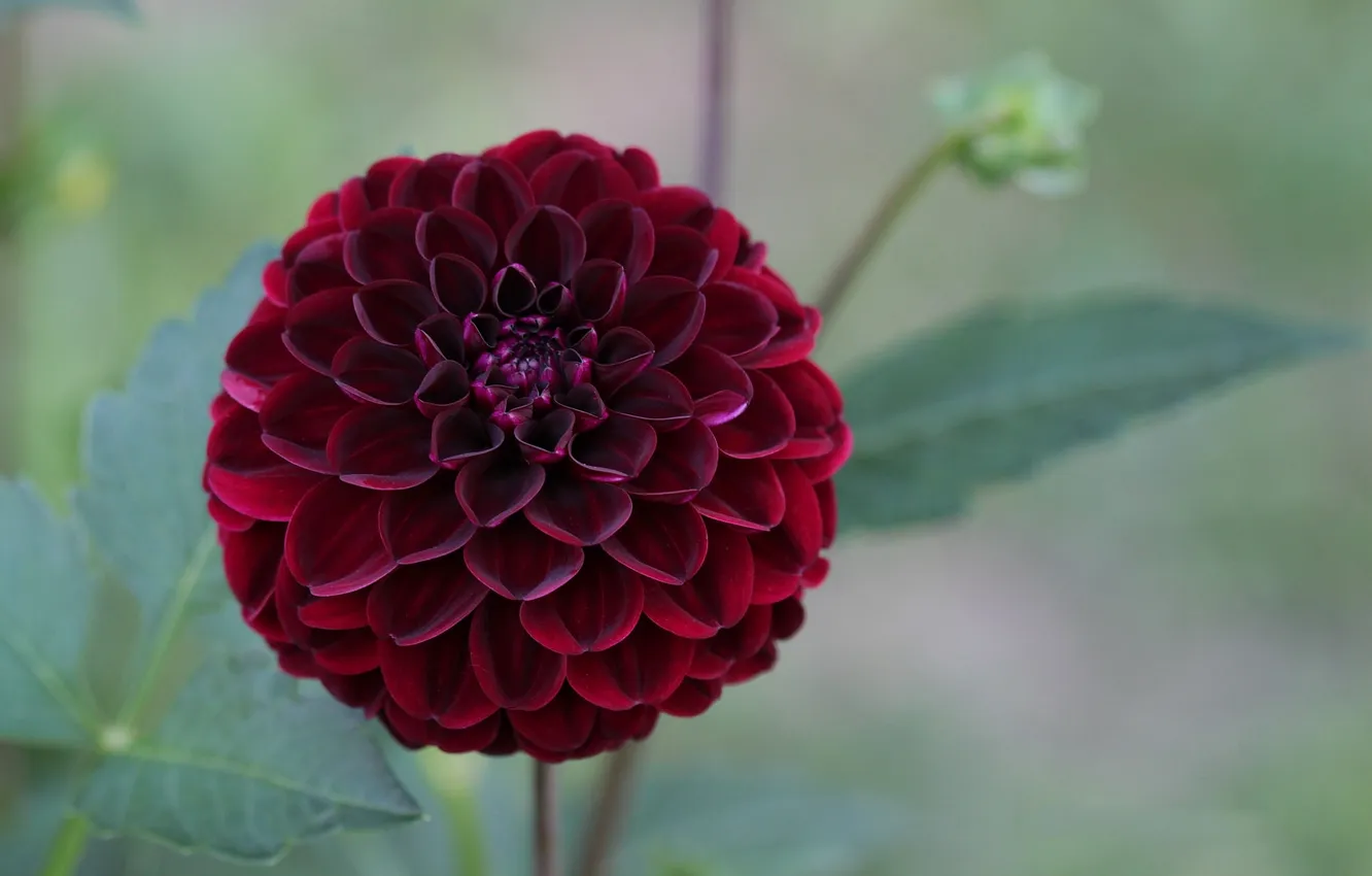 Photo wallpaper flowers, Burgundy, dahlias