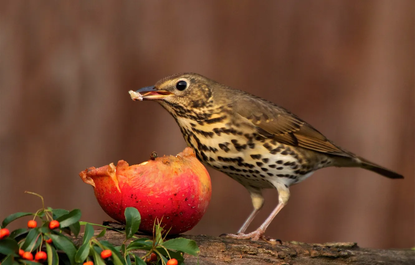 Photo wallpaper leaves, trees, branches, berries, bird, apples, blur, thrush