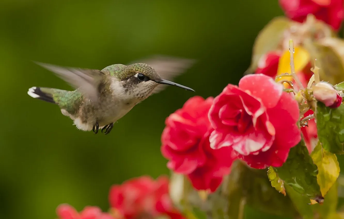 Photo wallpaper flowers, bird, Hummingbird, begonia