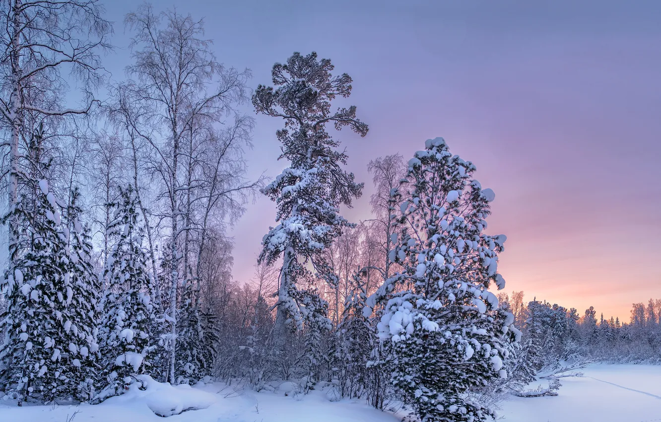 Photo wallpaper winter, forest, snow, trees, sunset, the evening