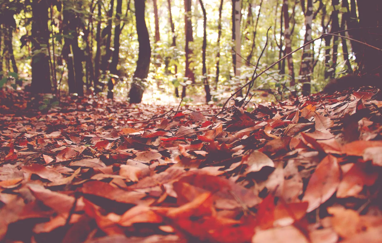 Photo wallpaper autumn, forest, leaves, sunlight