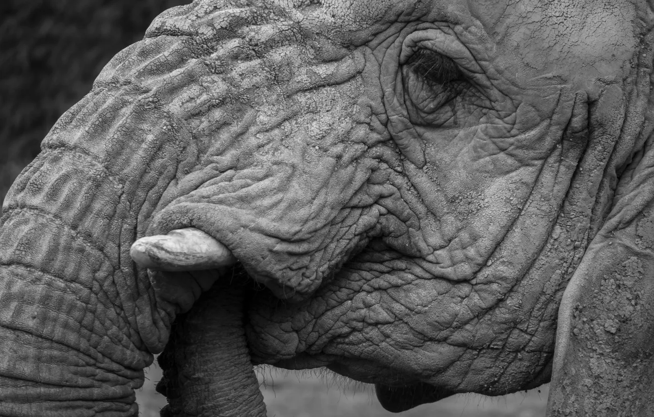 Photo wallpaper nature, background, elephant