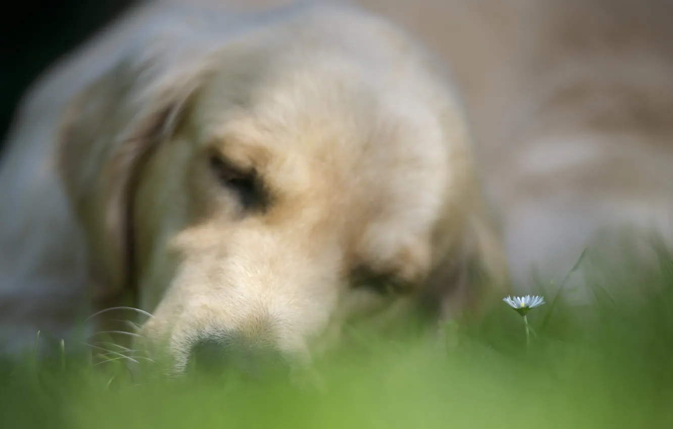 Photo wallpaper flower, background, dog