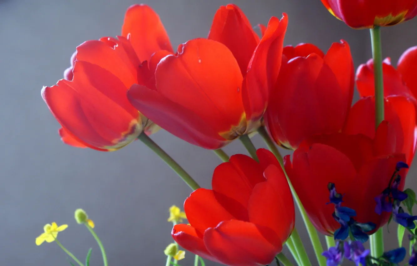 Photo wallpaper the sun, flowers, tulips