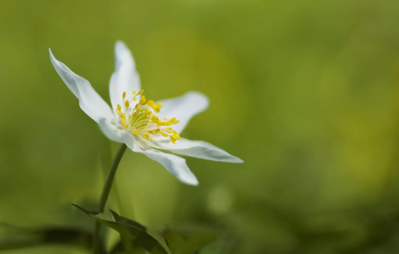 Photo wallpaper flower, Anemone nemorosa, Wood Anemone